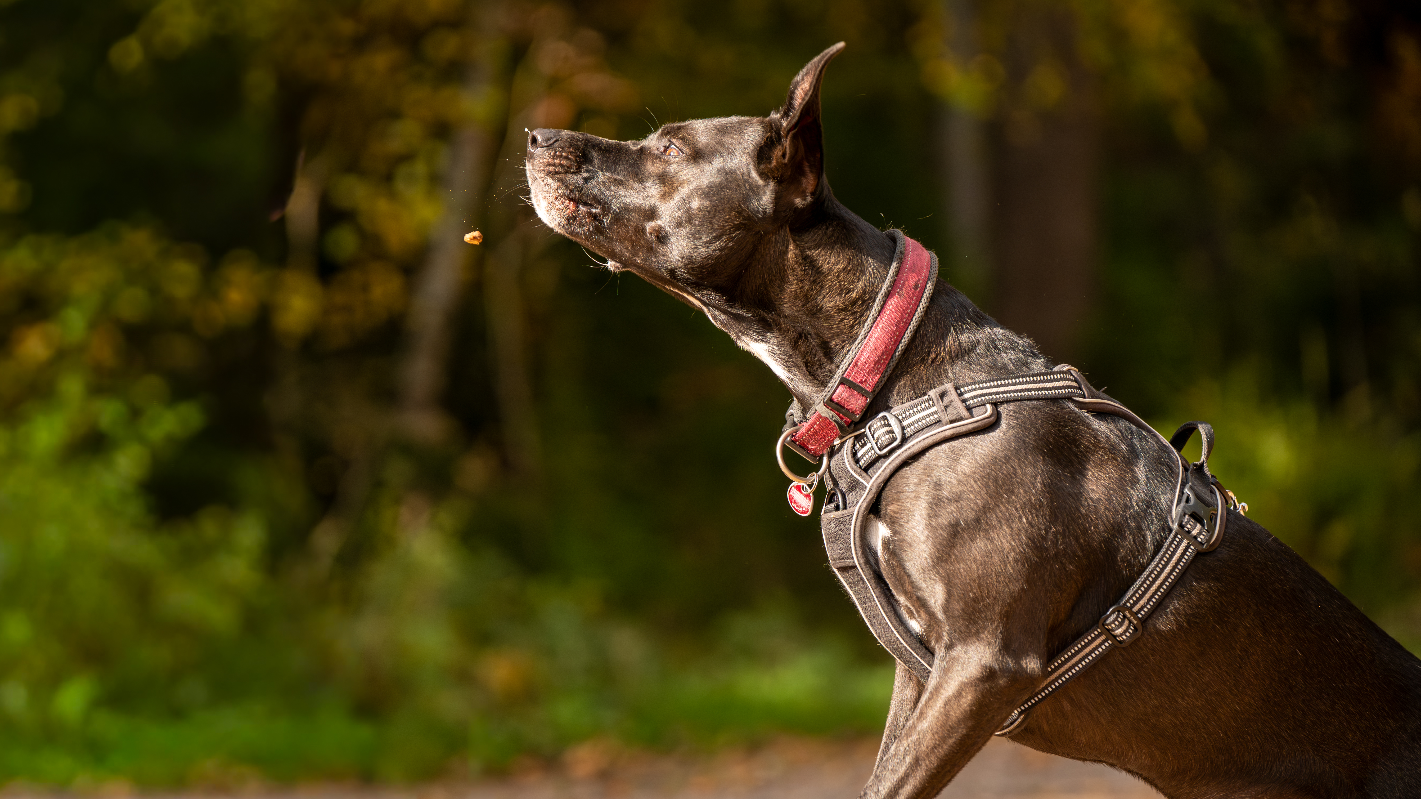 Hundefotografie