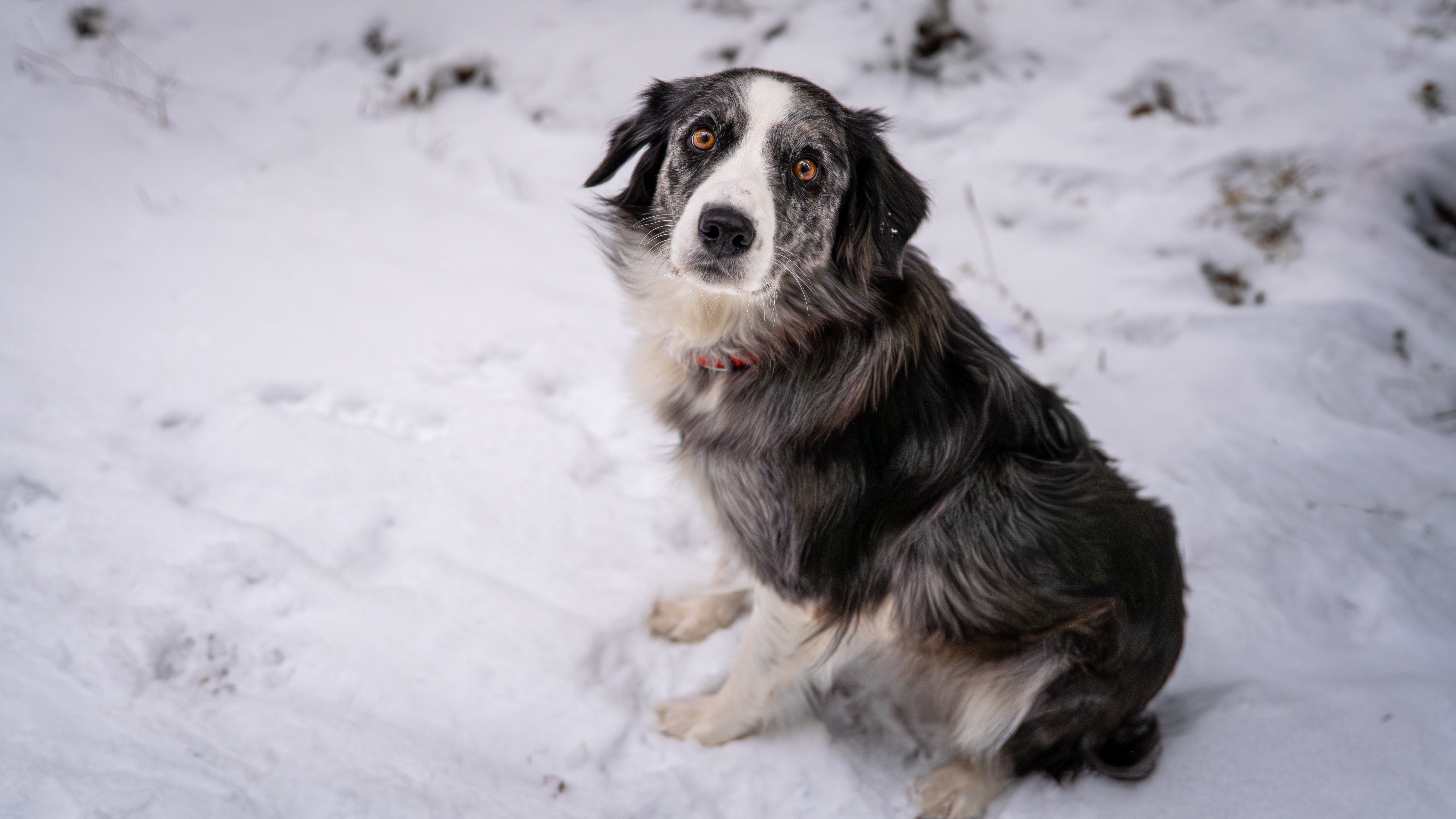 Hundefotografie