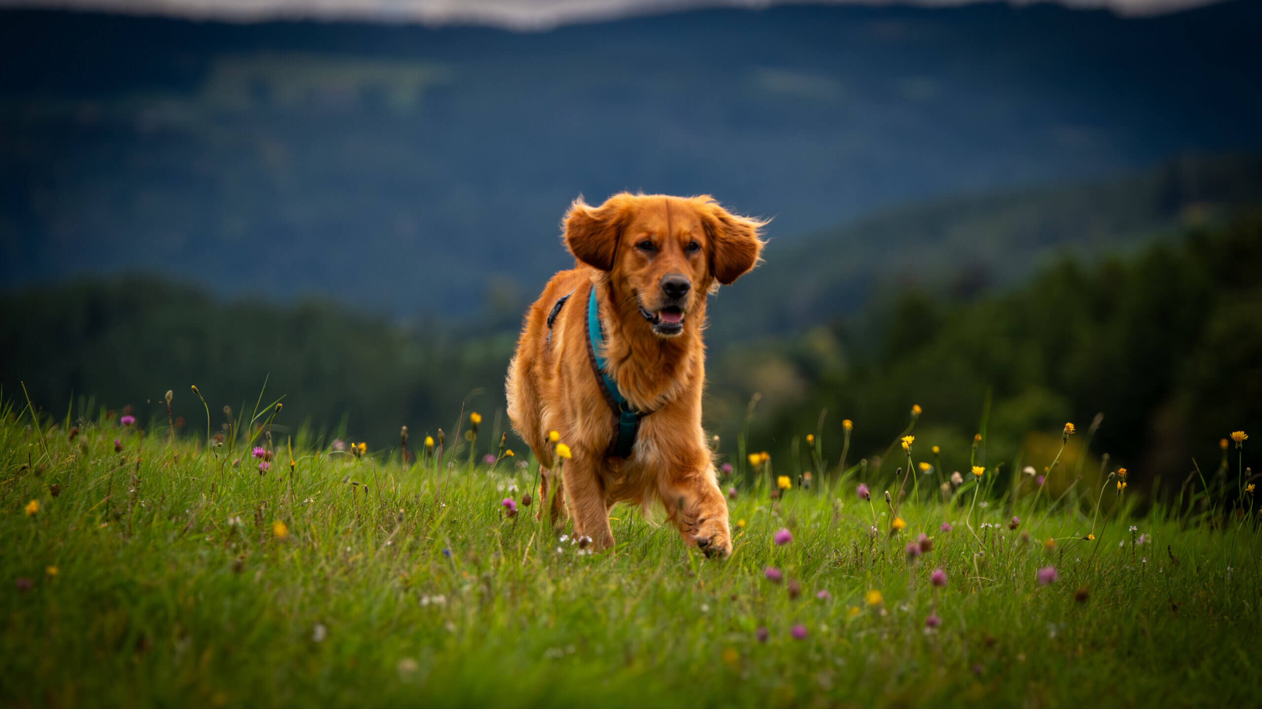 Hundefotografie
